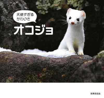 天使すぎるかわいさ オコジョ