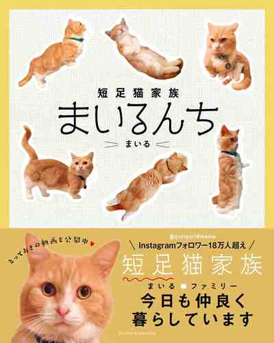 短足猫家族 まいるんち